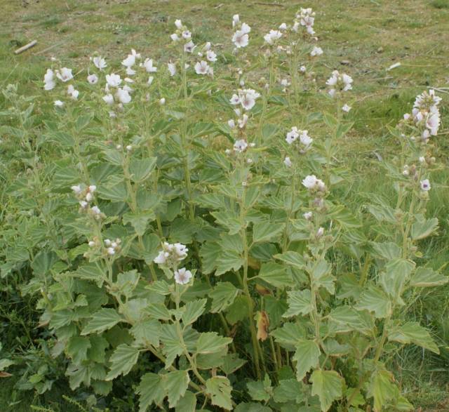 عکسهای ختمی دارویی Althaea officinalis 5